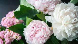 Fragrant peonies in bloom in the month of May