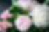 Bouquet of Peonies