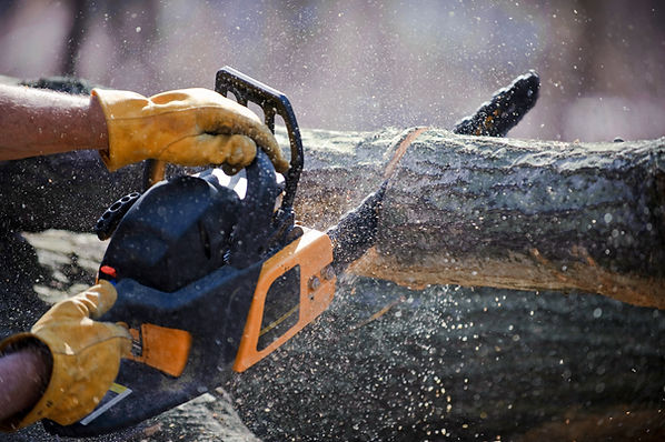 Man's hands hold a chainsaw to cut branches
