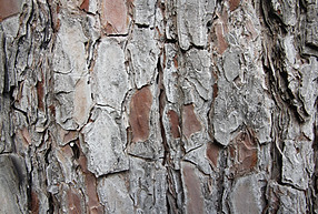 Tree Trunk Texture