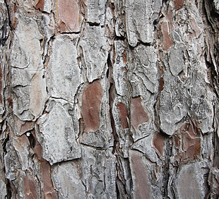 Tree Trunk Texture