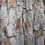 Tree Bark Texture
