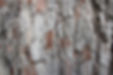 Tree Trunk Texture