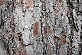 Texture de tronc d'arbre