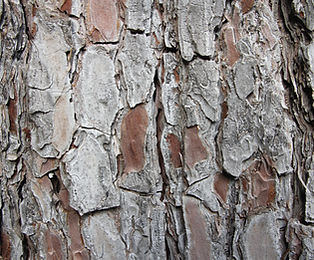 Tree Trunk Texture