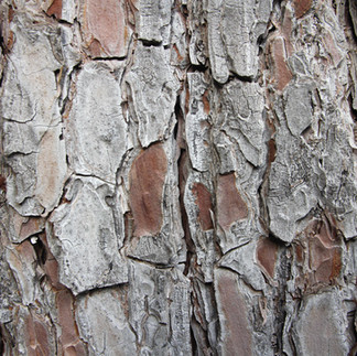 Close up textured tree bark