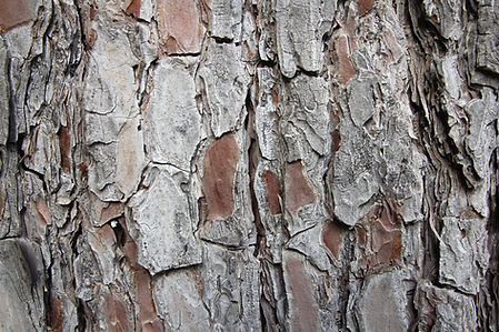 Tree Trunk Texture