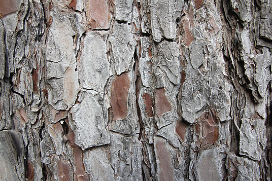 Tree Trunk Texture