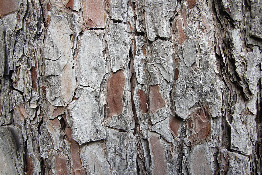 Tree Bark Texture