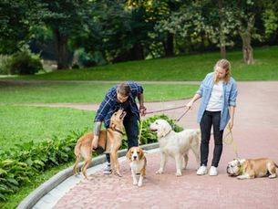 Designing a Pet-Friendly Landscape: Tips for Creating a Safe and Enjoyable Outdoor Space for Your Furry Friends
