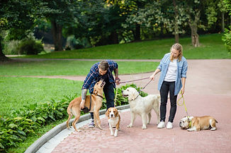 Dog Walking