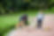 dog-walkers-on-walk-in-mount-pleasant