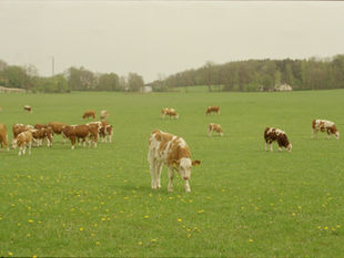 MILKING MACHINES FOR COWS, GOATS, AND SHEEP 