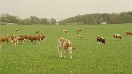Free-range cows grazing in a pasture, representing raised livestock for farm tax deductions and capital gains strategies