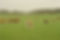 Free Range Cows