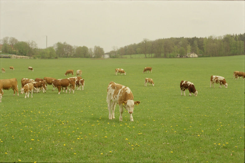 Free Range Cows