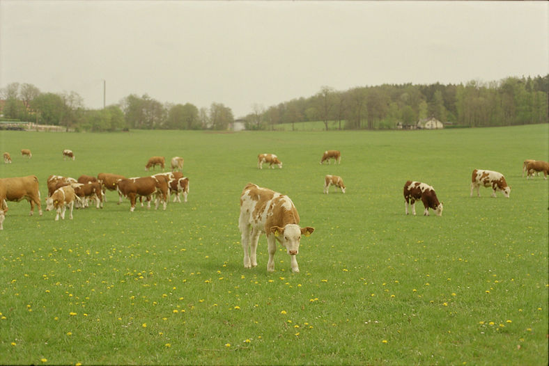 Vacas ao ar livre