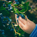 Blueberry Bush