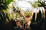 Pineapples