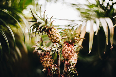 Pineapples