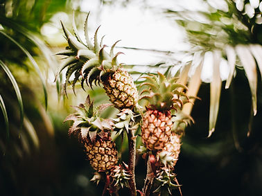 Pineapples