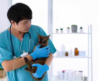 Cats Australia