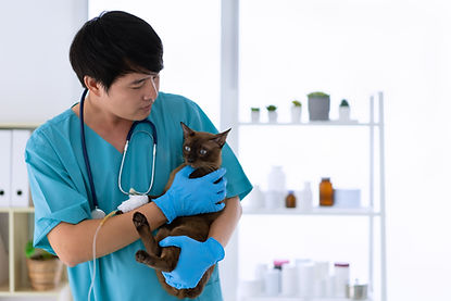 Cat with veterinarian