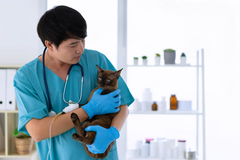 veterinario, tenencia, gato