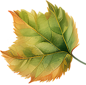 Green and Orange Leaf