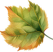 Green and Orange Leaf