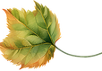 Colorful Autumn Leaf
