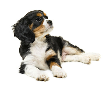 Cavalier King Charles Spaniel