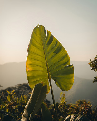 Tropical Leaf Outdoors