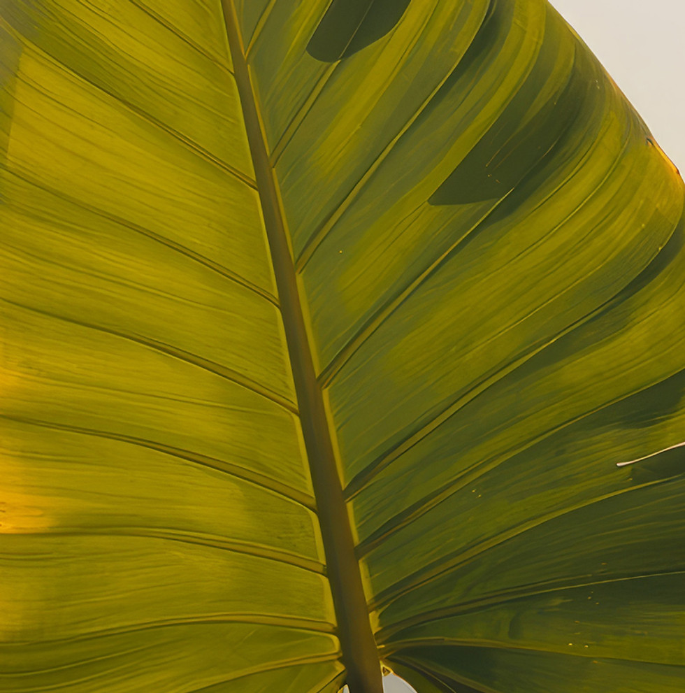 Tropical Leaf Outdoors