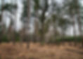 Forest Trees