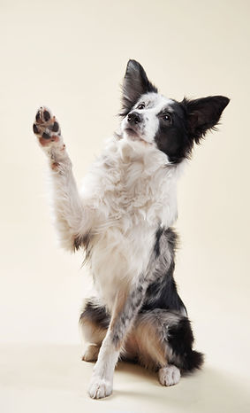 Dog Raising Paw