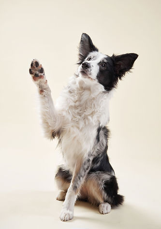 Dog Raising Paw