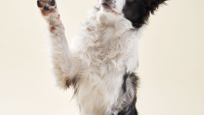 Dog Trainer