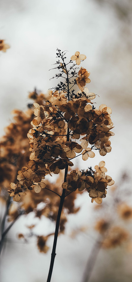 Dried Hydrangea Blossoms