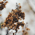 Dry Flowers