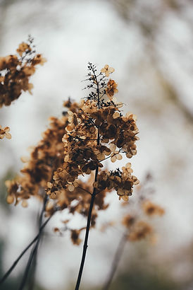 droge bloemen