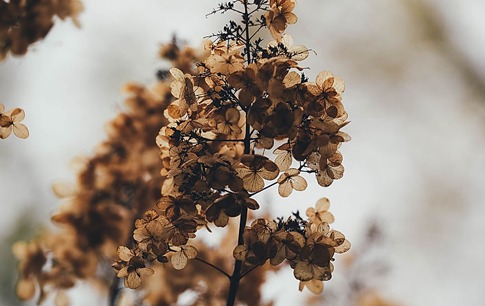 Dry Flowers