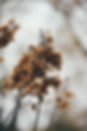 Dry Flowers