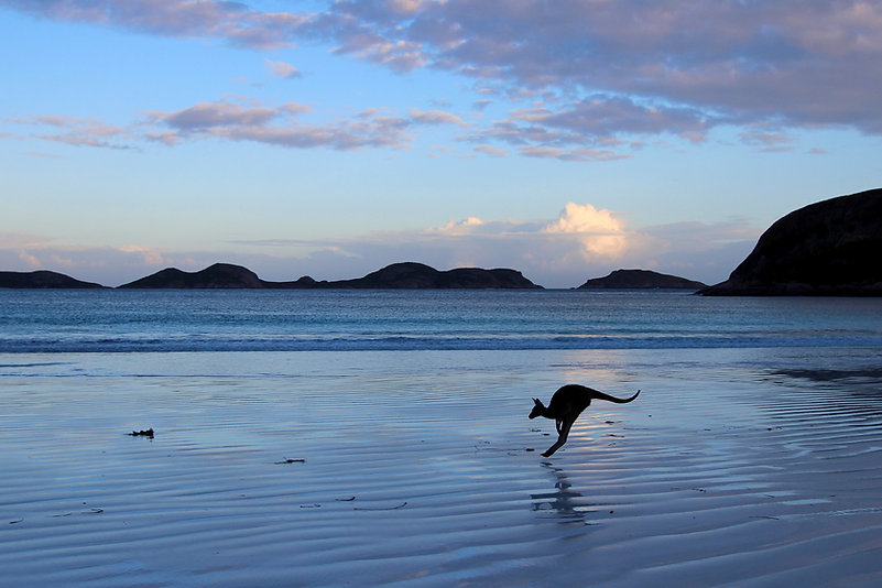 Kangaroo on the Beach
