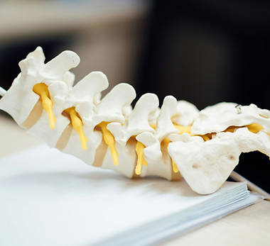 Wirbelsäulenmodell Nahaufnahme