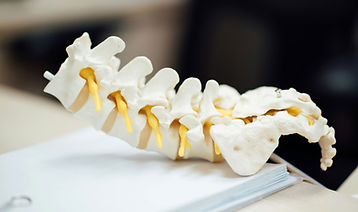 Spine Model Closeup