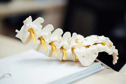 Spine Model Closeup