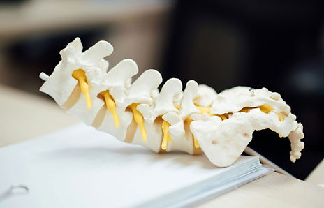 Spine Model Closeup