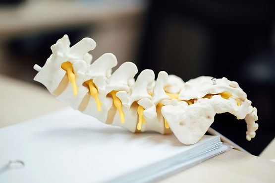 Spine Model Closeup