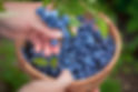 Blueberry Harvesting